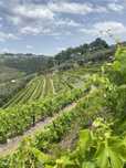 Quinta no Alto Douro Vinhateiro