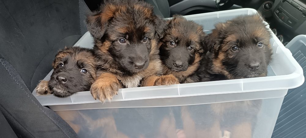 Owczarek Niemiecki Długowłosy szczenięta