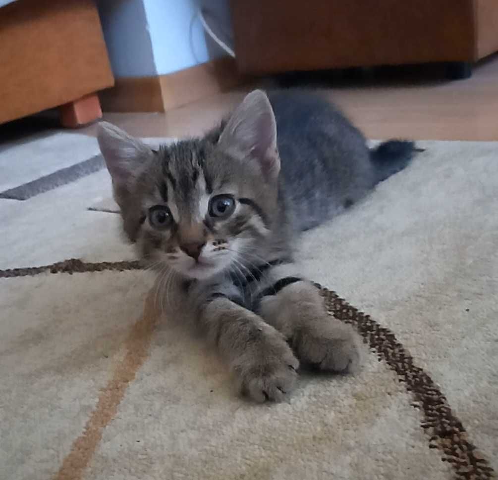 2,5 mies. samczyk do adopcji