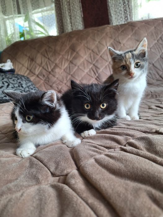 Кошенята коти і кішечка безкоштовно