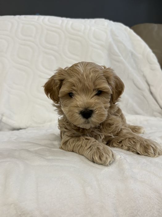 Maltipoo chlopiec- do odbioru