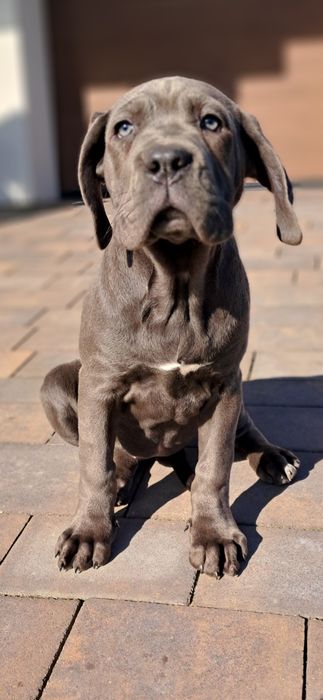 Cane corso Italiano rodowód 6 pokoleń