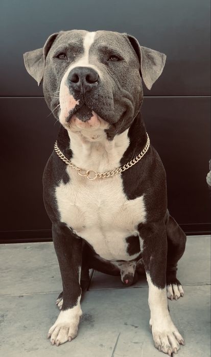 Reproduktor American Staffordshire Terrier