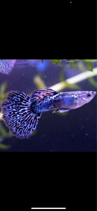 Guppys blue metal dragon