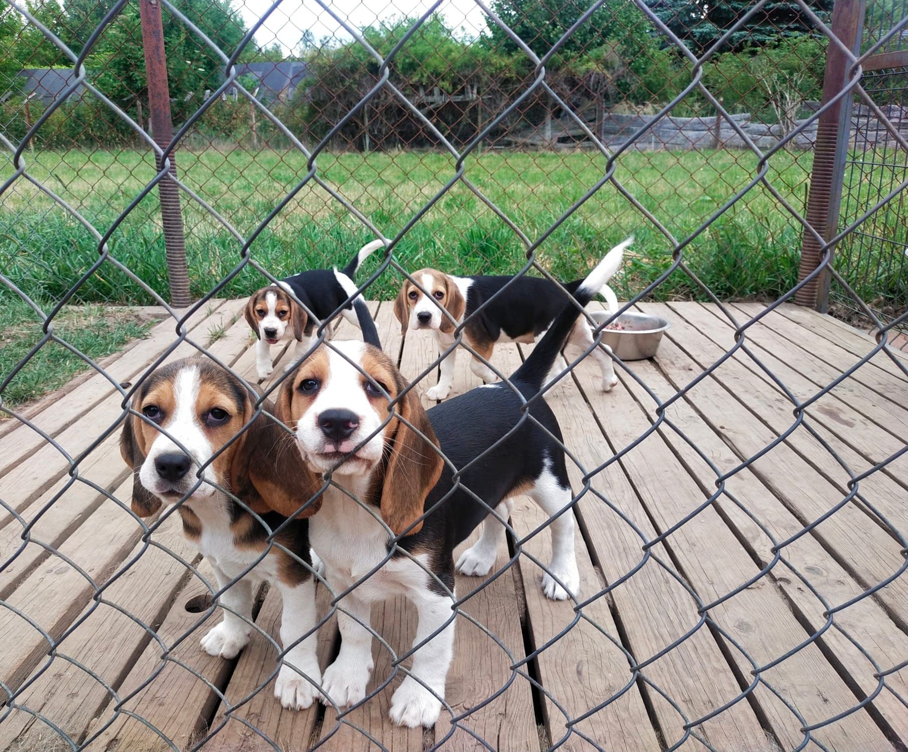Szczeniaka Beagle
