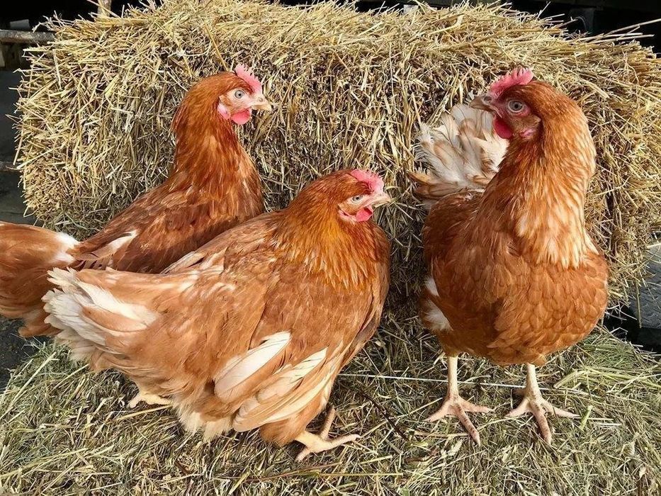Продам червоных курей несушек