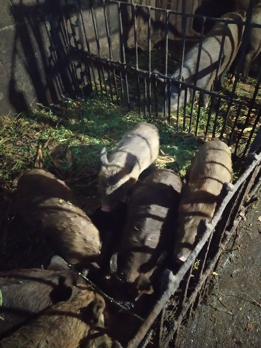 Продам не дорого поросят