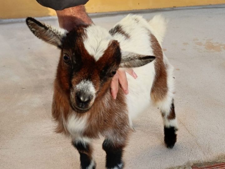 Chibo anão criado a mão