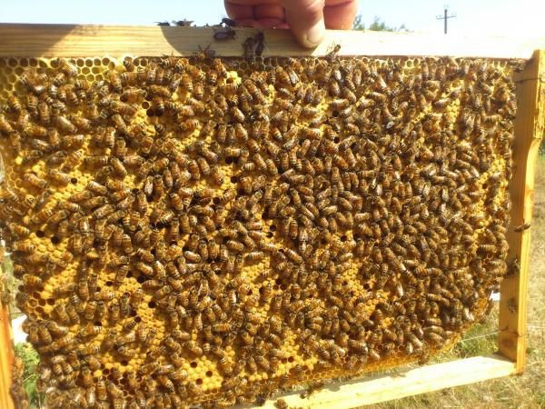 Бджолопакети , бджоли