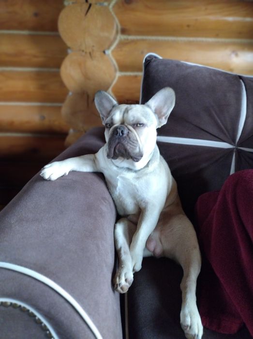 Вязка-Француз блондин.(мальчик)