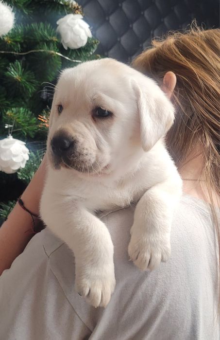 Labrador retriever gotowe do odbioru pochodzenia fci