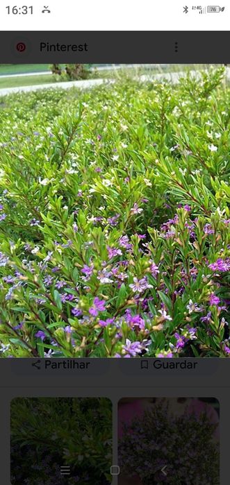 Planta para sebe Falsa -Erica