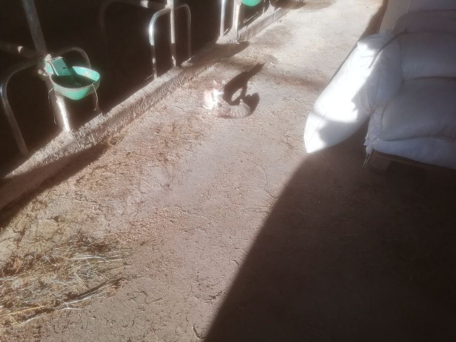 Oddam małe kotki i większe