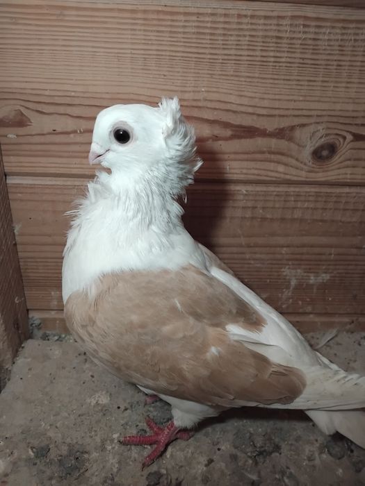 Gołębie ozdobne - mewka