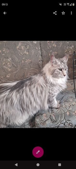 Maine coon kotka
