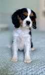 Cavalier king charles spaniel sunia