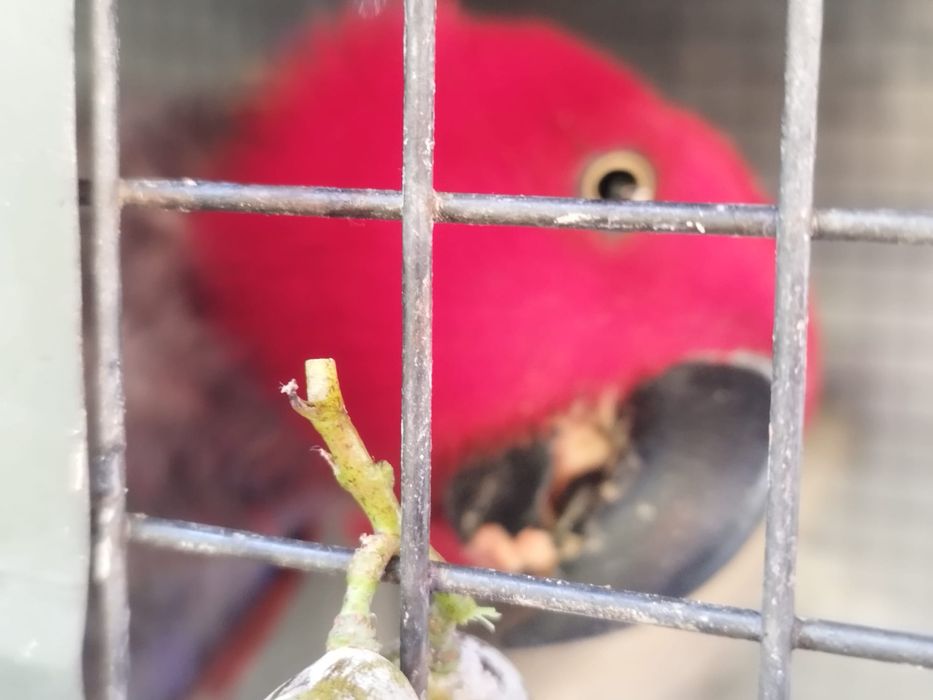 Casal de papagaios Ecletus