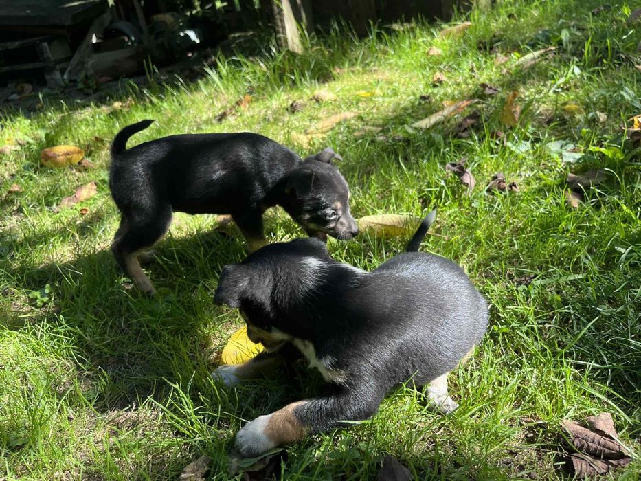 Oddam szczeniaki w dobre ręce
