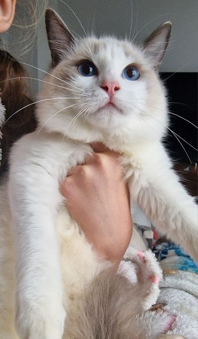 Kotka Ragdoll blue bicolor