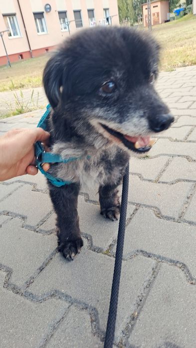 Szyka domku z ogródkiem.  Po śmierci właściciela który trzymał go .