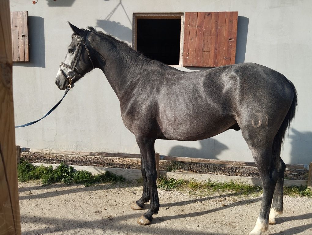 Vendo poldro cruzado lusitano