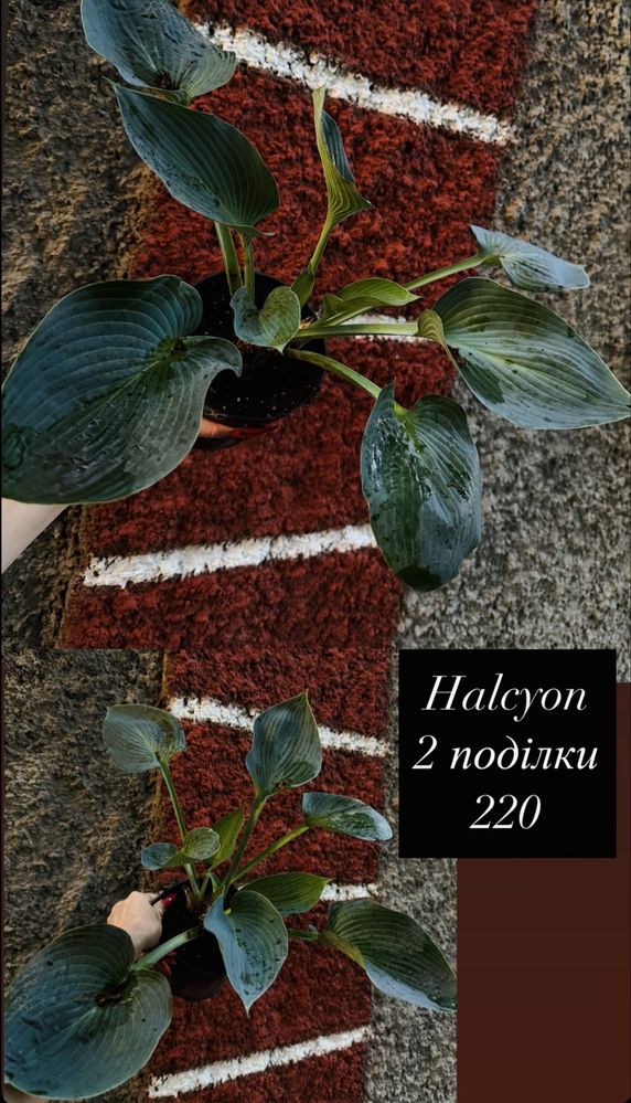 Хости різні сорти Kiwi Full Monty, Blue Ivory та ін.