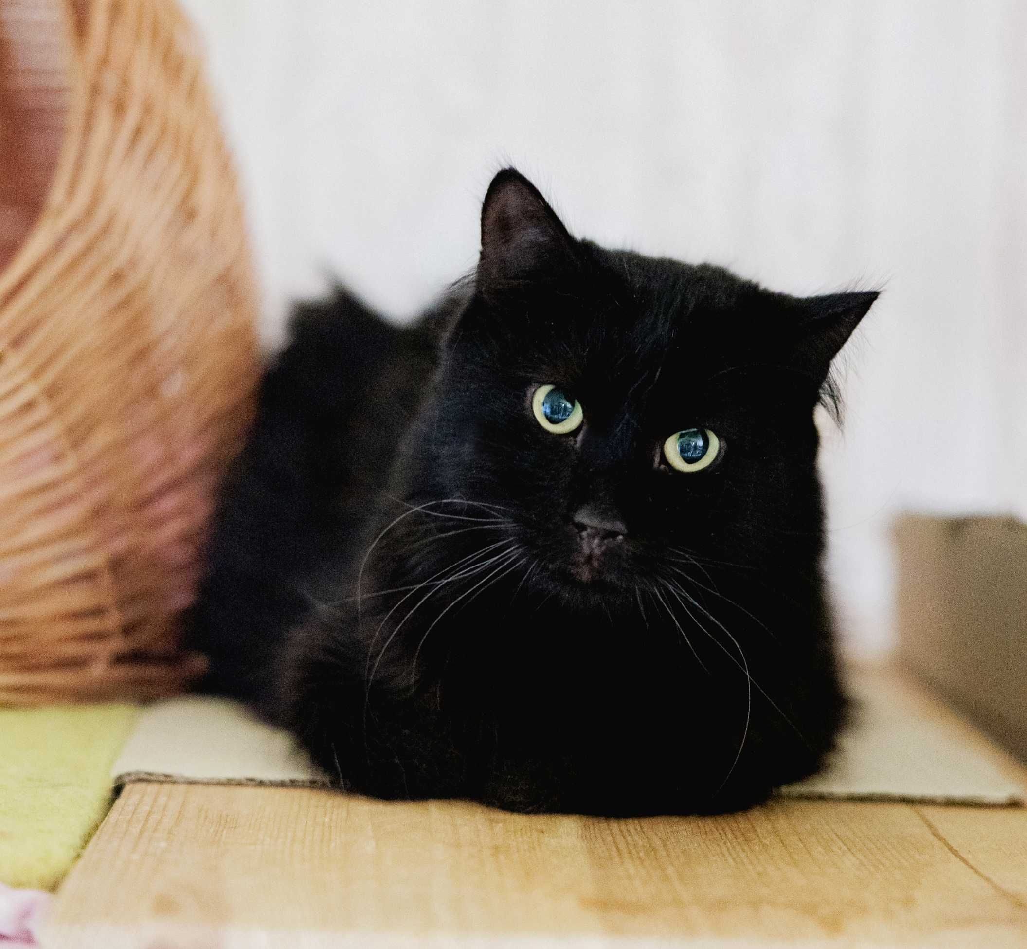 Кубік — неймовірно милий і скромний котик (кіт, 1 рік, кастрований)