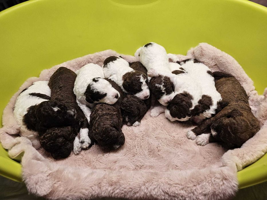 Lagotto Romagnolo FCI – biało-brązowy piesek, miot STRANGER, Trufflove
