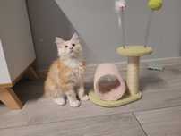 Kocurek Maine Coon z prawem hodowlanym