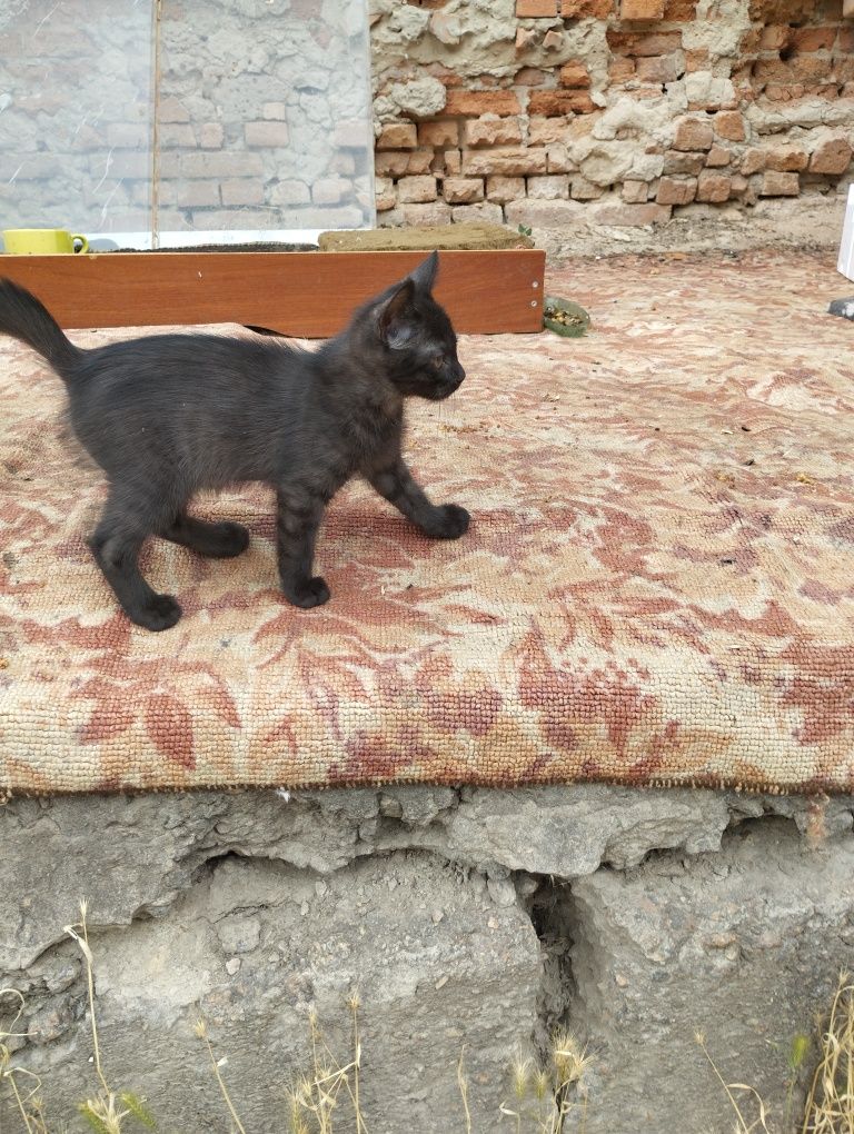Кошеня, місяці 3 не більше