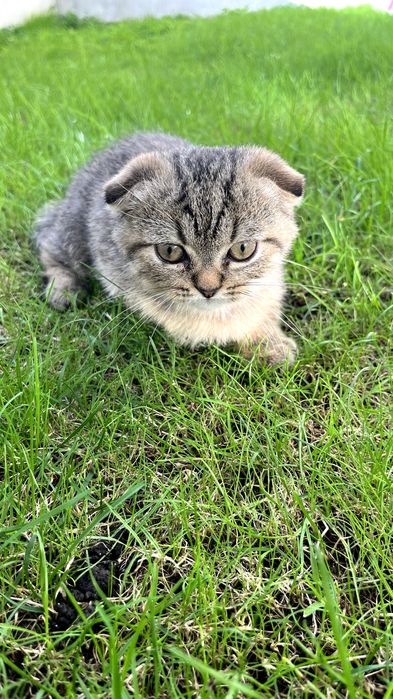 Gatinho "Scottish Fold"