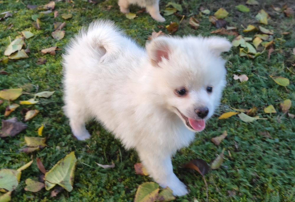 Szpic średni suczka kremowa