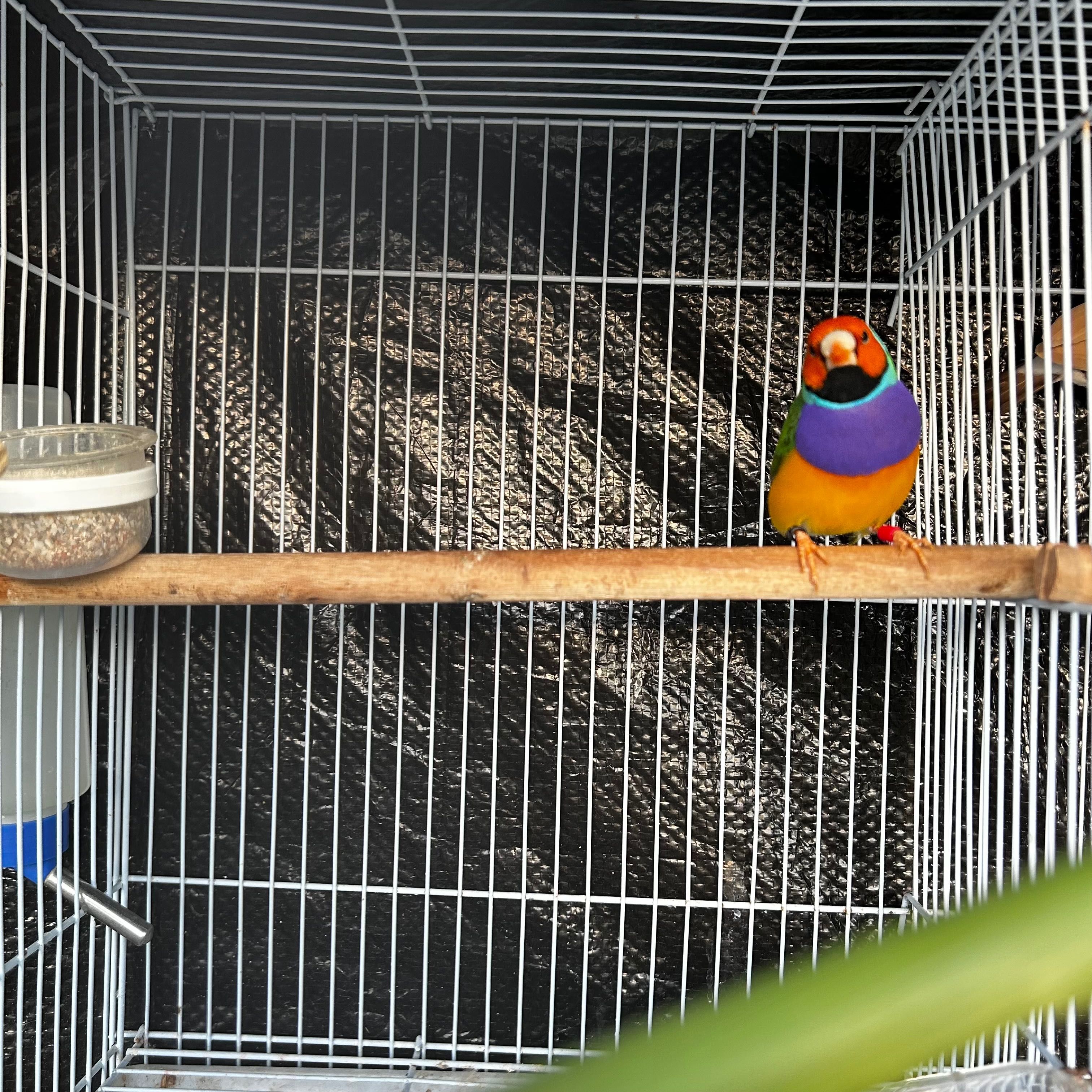 Diamante gould macho deste ano.