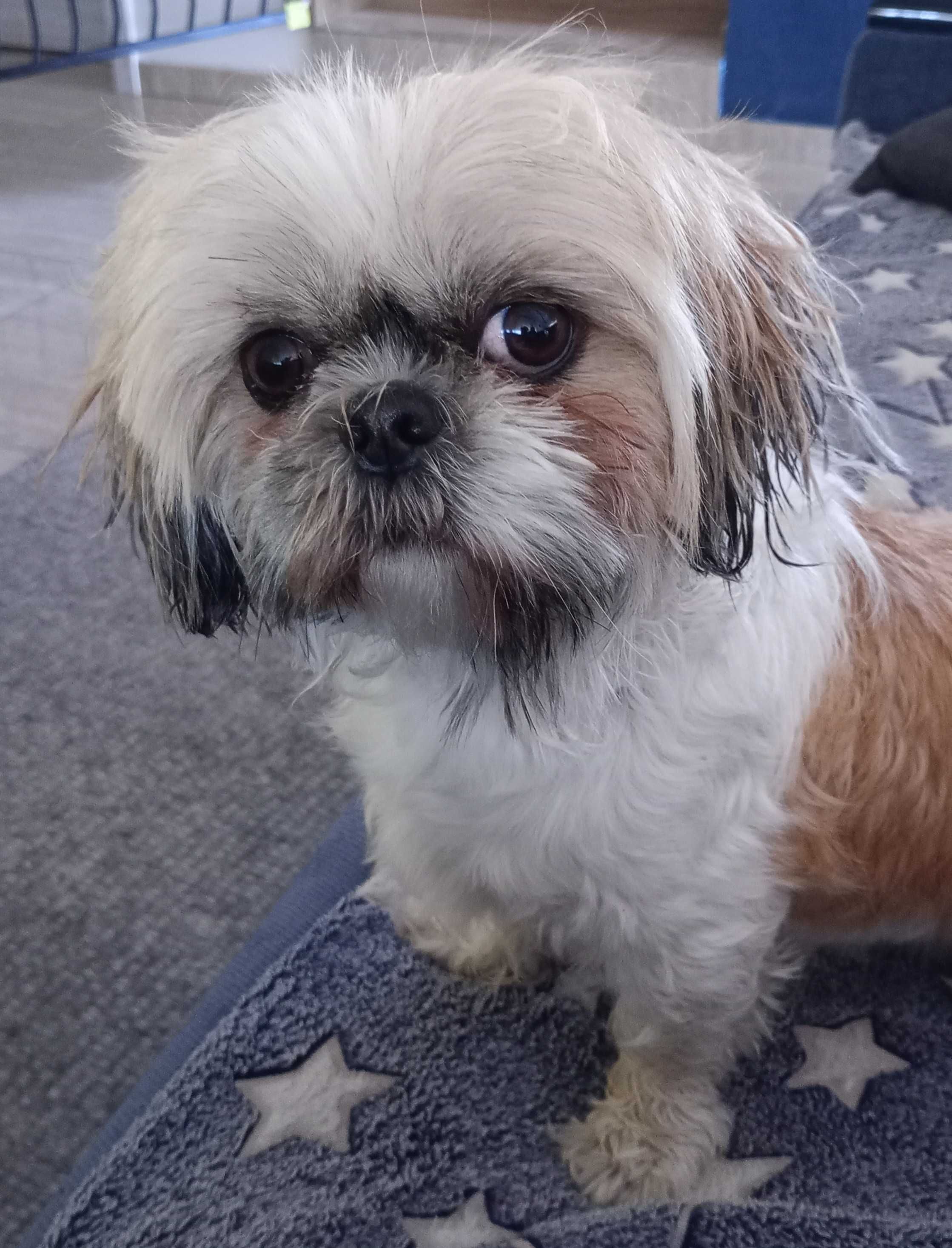Shih TZU maluszek
