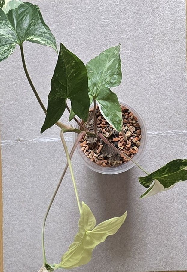Syngonium emerald gem Zroslicha (Albo Variegata) pnącze kolekcjonerski