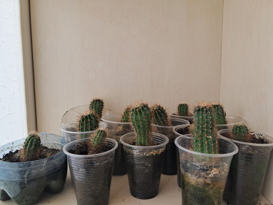 Кактусы маленькие