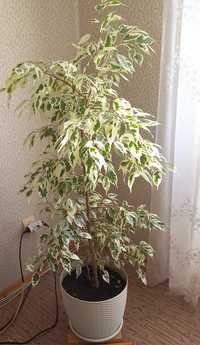 Фікус бенджамина, декоративна кімнатна рослина