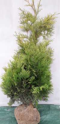 Thuja Yellow Ribbon