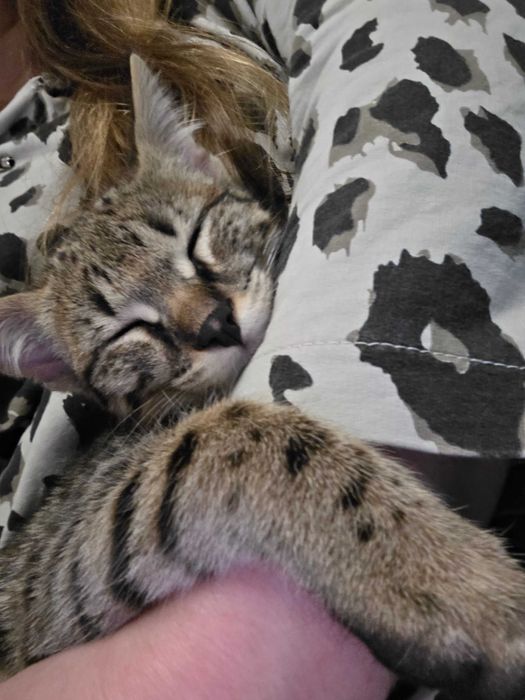 Mavi, Wyjątkowa Savannah. Jedyna F2 w Polsce