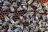 Бджолосім'ї ,Бджолопакети ,Відводки