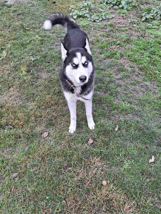 Хаскі у добрі руки