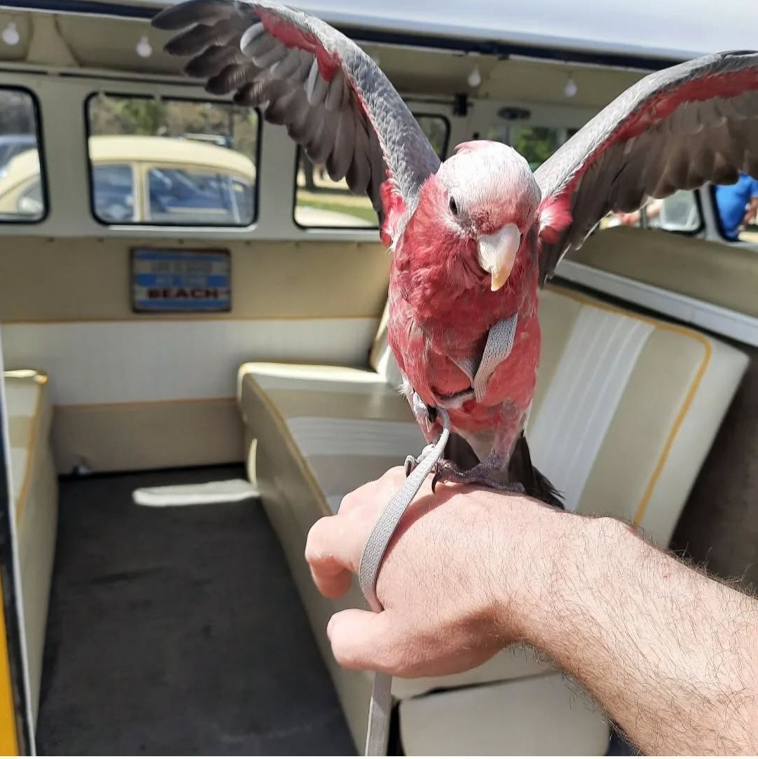 Cacatua galah fêmea