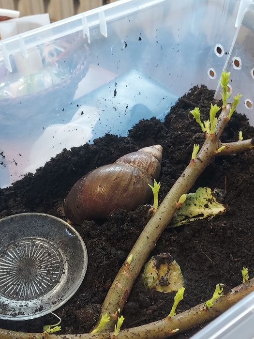 Ślimak afrykański achatina +terarium