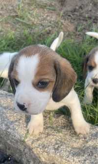 Beagle exelente qualidade