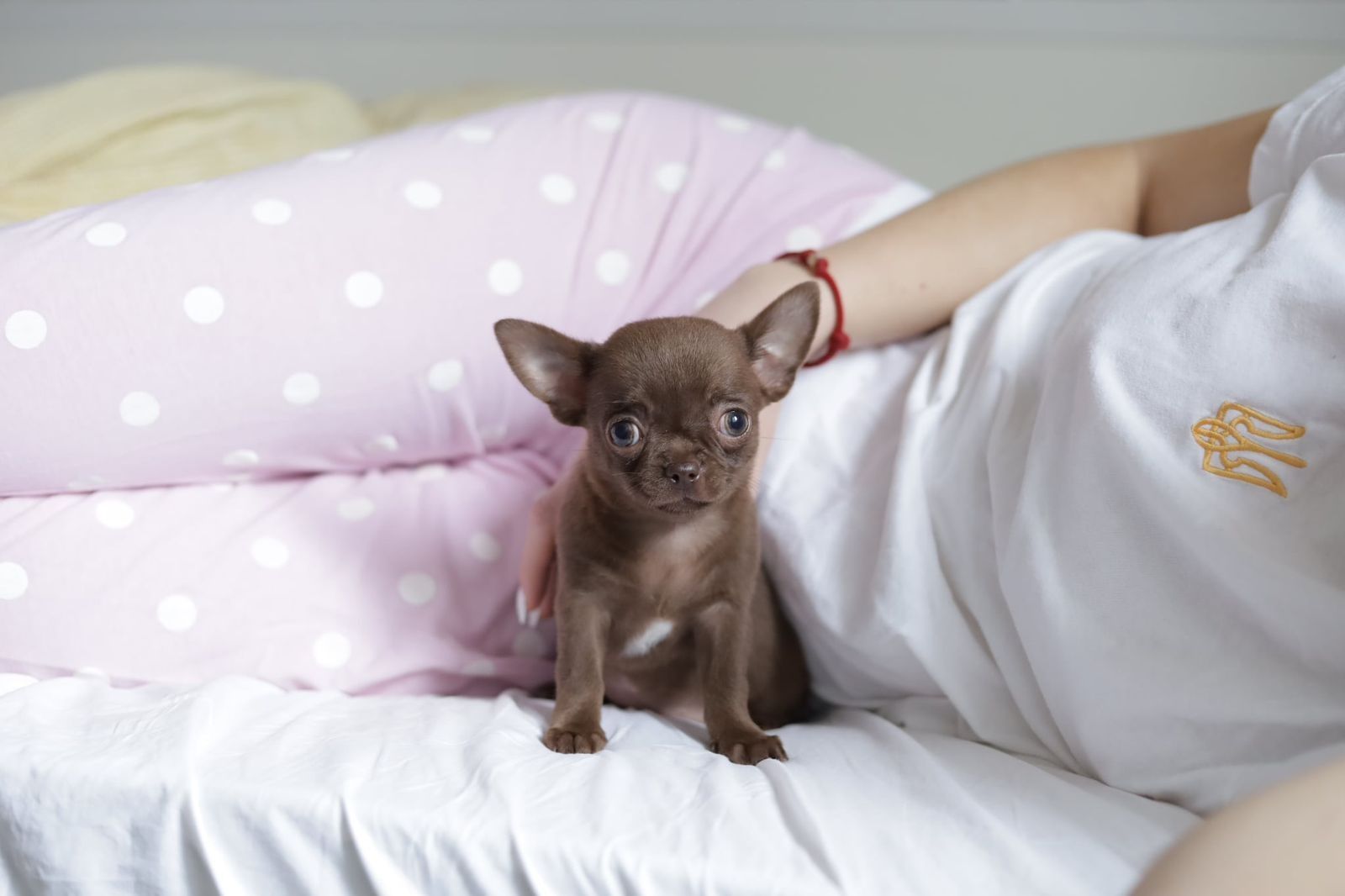 Chihuahua Mini dziewczynka fci
