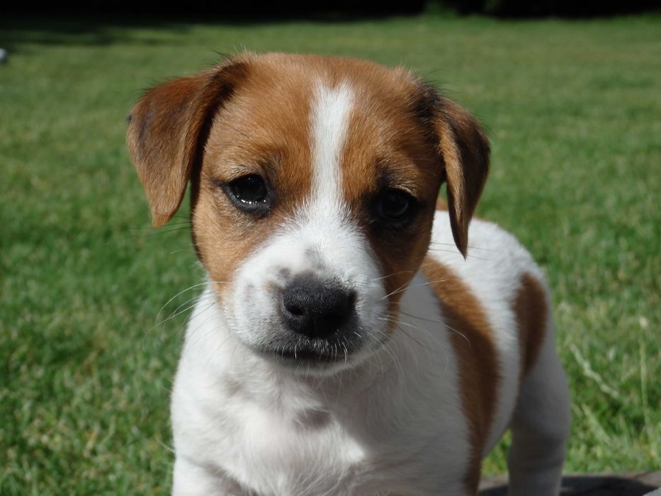 Jack Russell Terrier PIESEK od *S M A R T I E JACKS* rodzice FCI/ZKwP