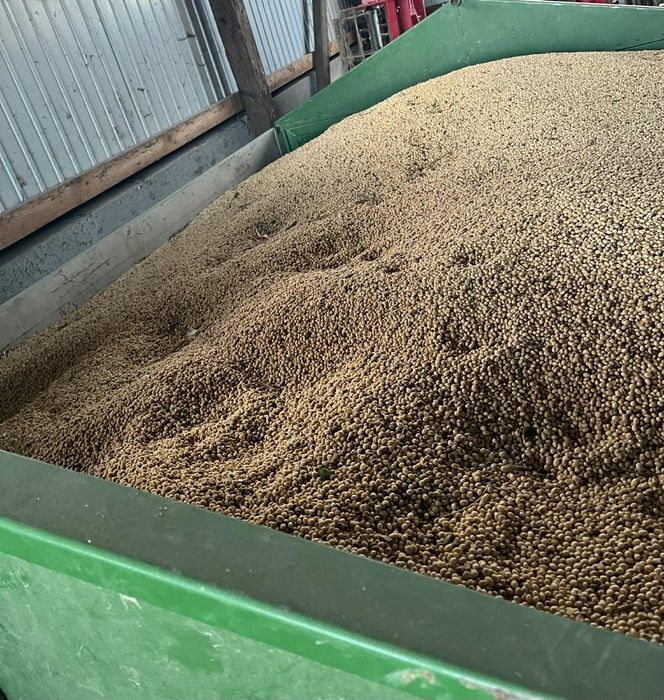 Sprzedam ziemniaki Soraya