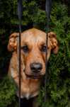 Cudowny Morisek do adopcji.