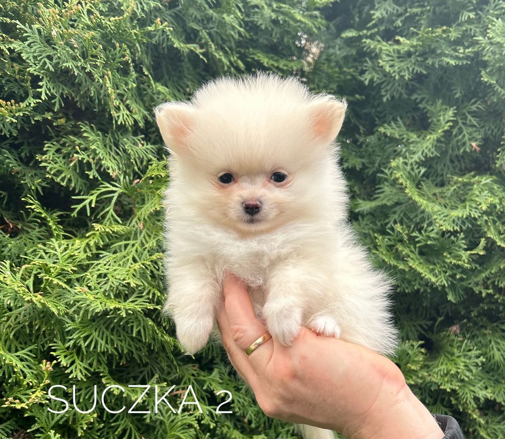 Szpic miniaturowy pomeranian, suczka cream, kremowa!