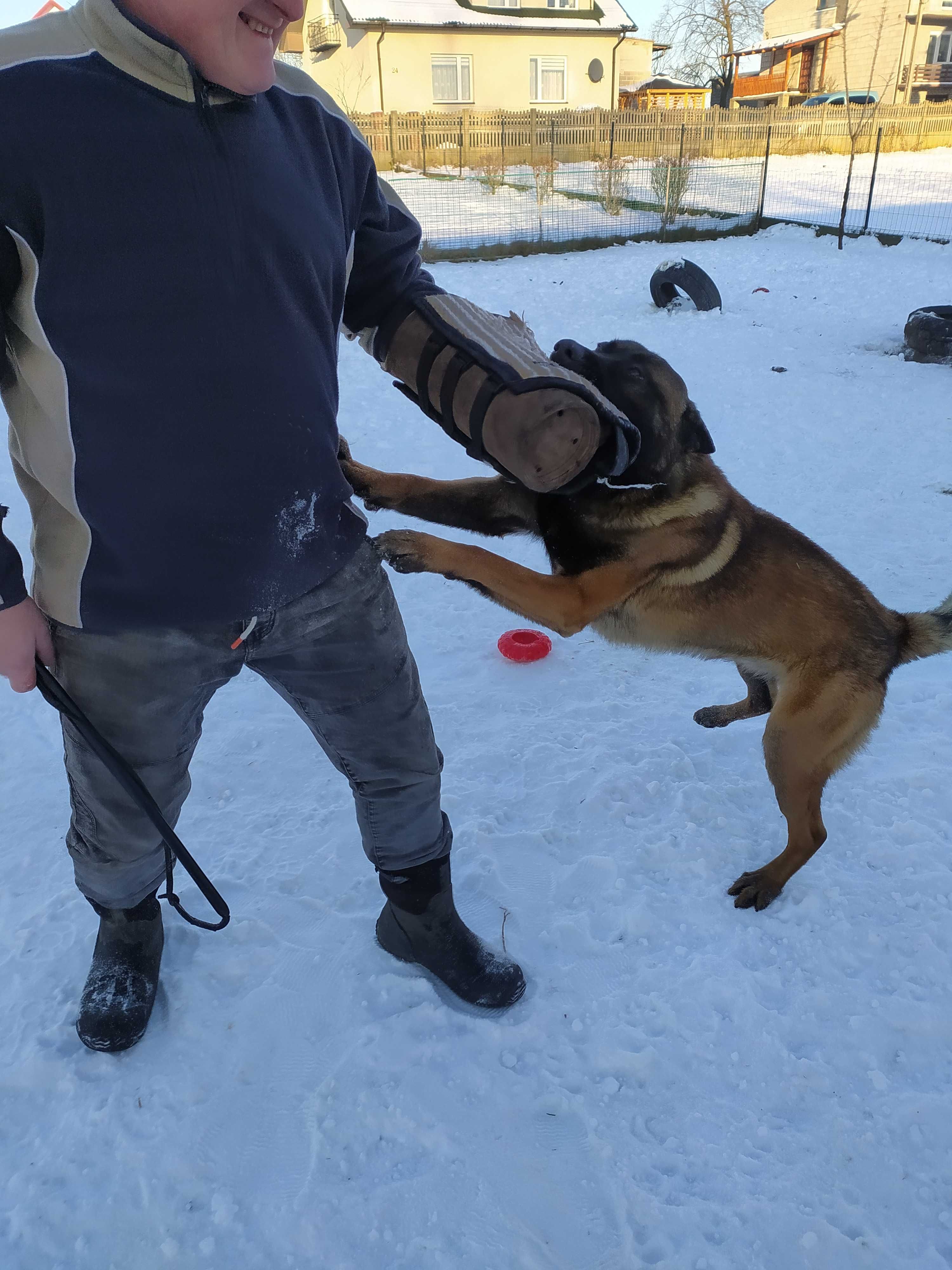 Owczarek Belgijski Malinois roczny